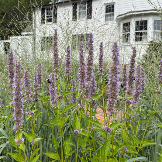 Agastache x Blue Fortune 1Q