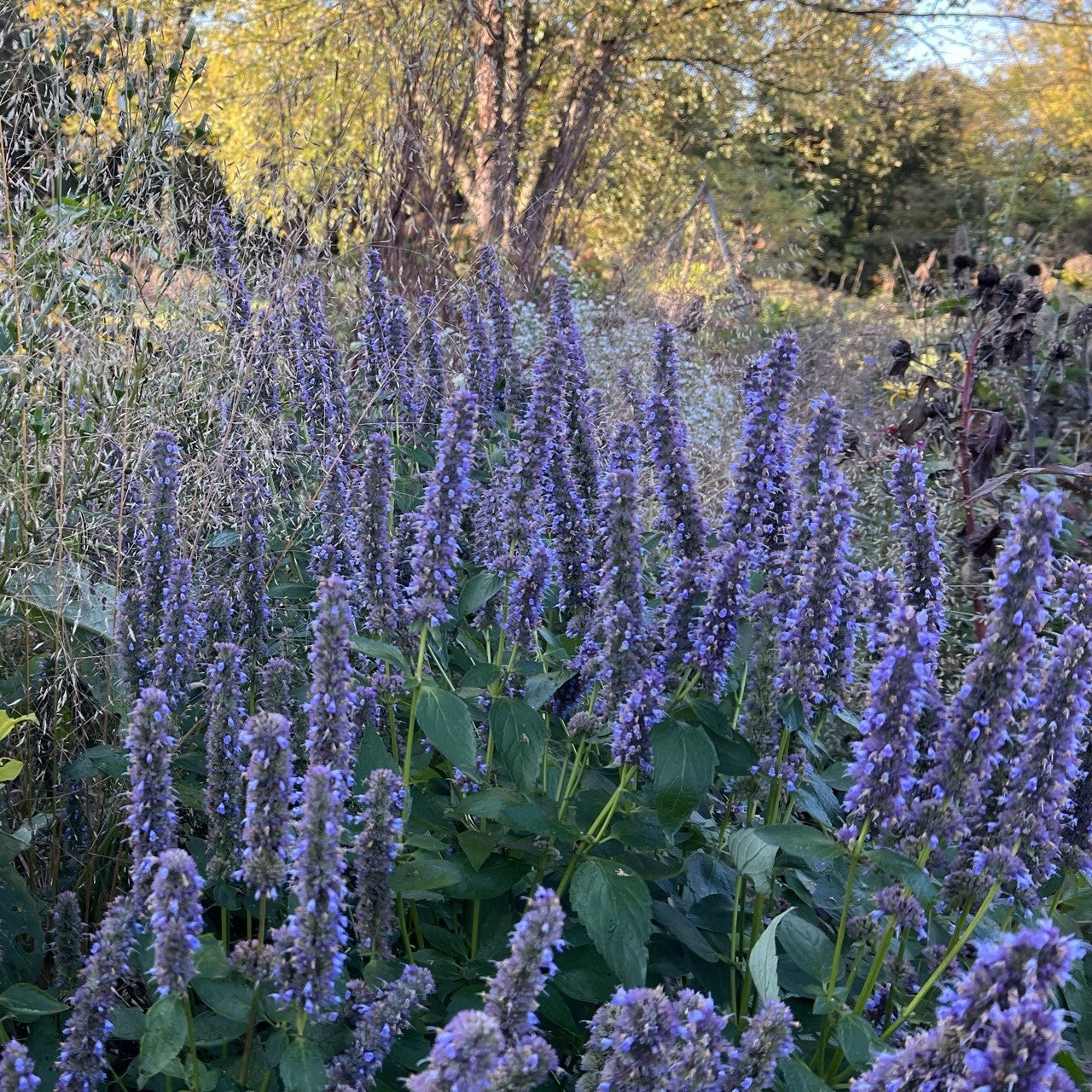 Agastache x Blue Fortune 1G