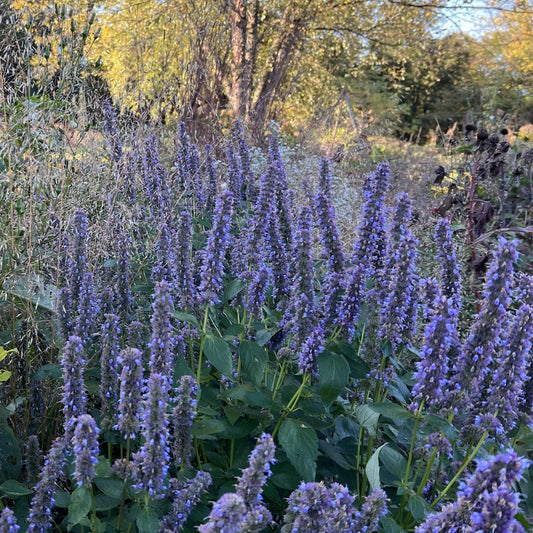 Agastache x Blue Fortune 1G