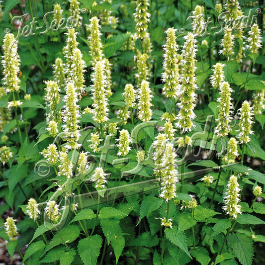 Agastache rugosa f. albiflora (White Anise Hyssop) 1Q