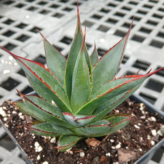 Agave x Blue Glow 1Q