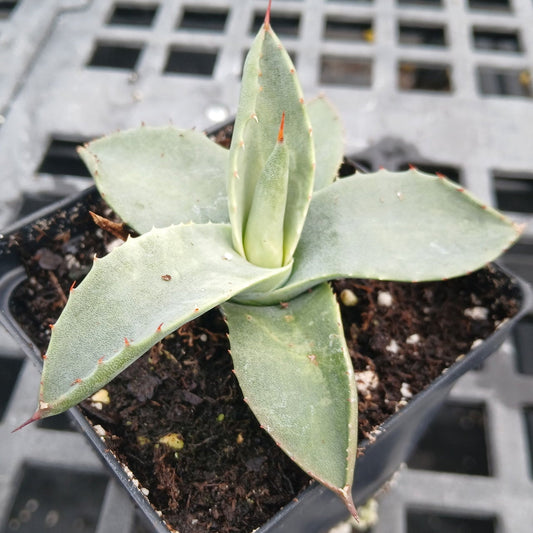 Agave parryi var. couesii 3.25"