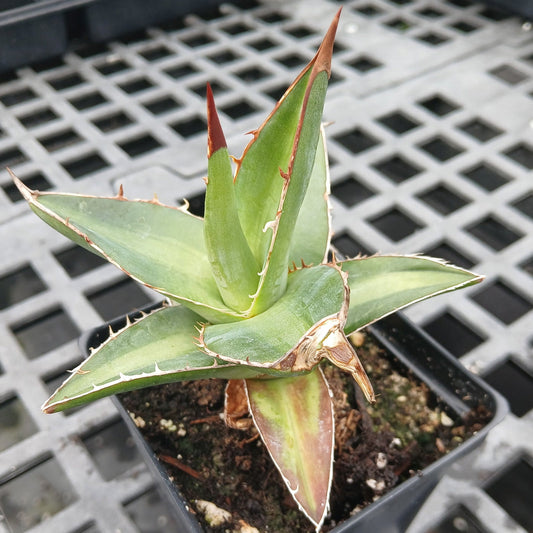 Agave kerchovei Huajuapan Red 3.25"