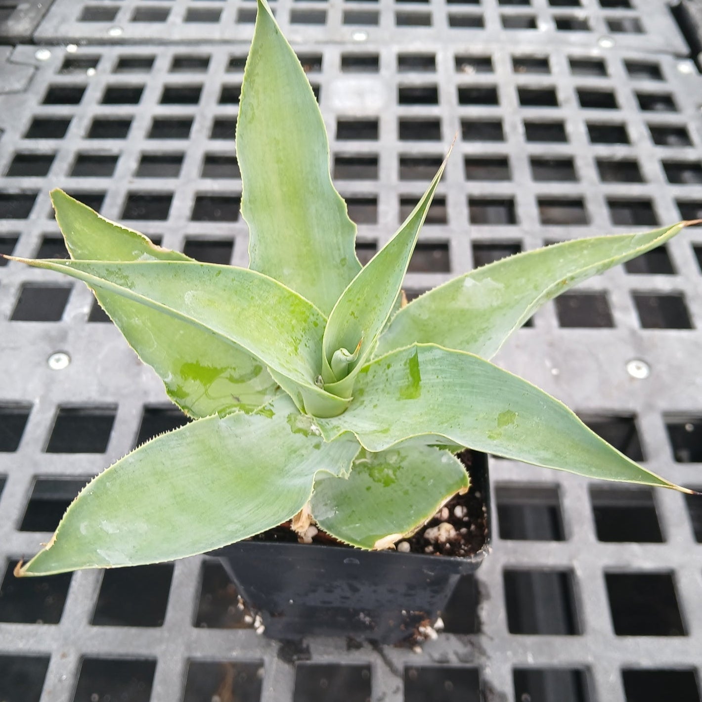 Agave vilmoriniana 3.25"
