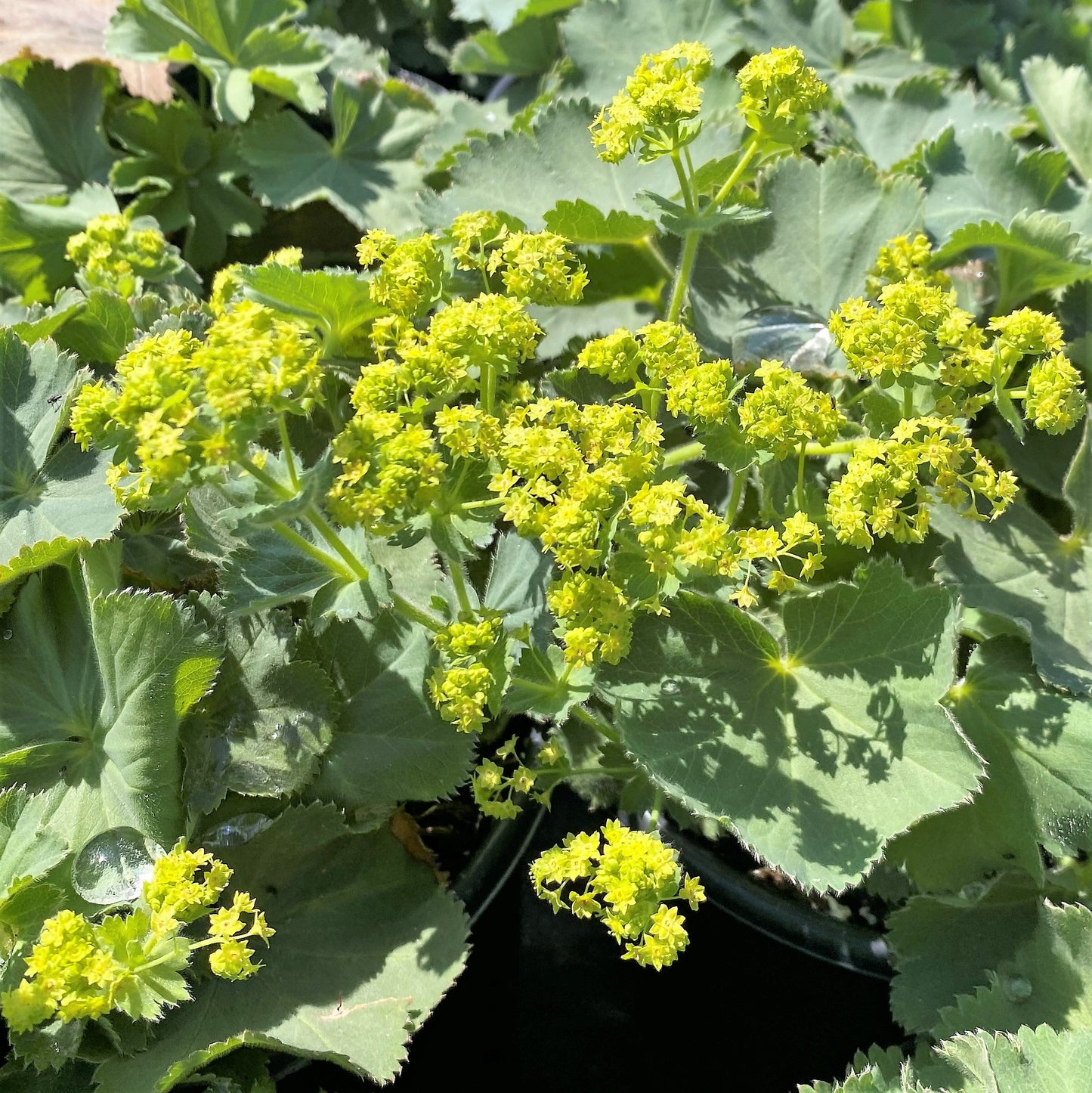 Alchemilla mollis 1Q