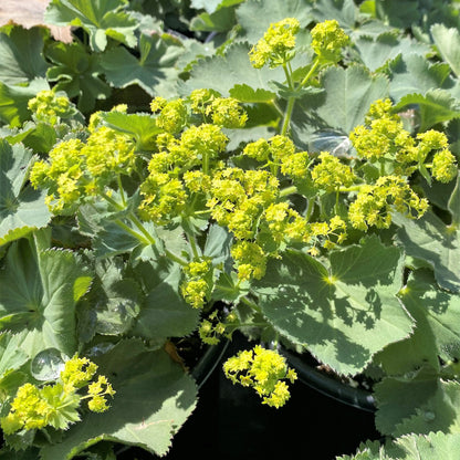 Alchemilla mollis 1Q