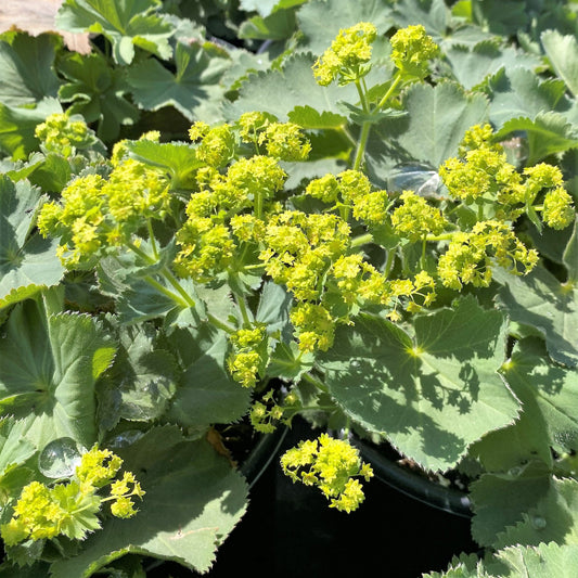 Alchemilla mollis 1Q