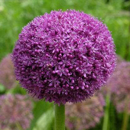 Allium x Ambassador 1G