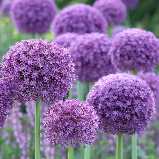 Allium x Gladiator 1G