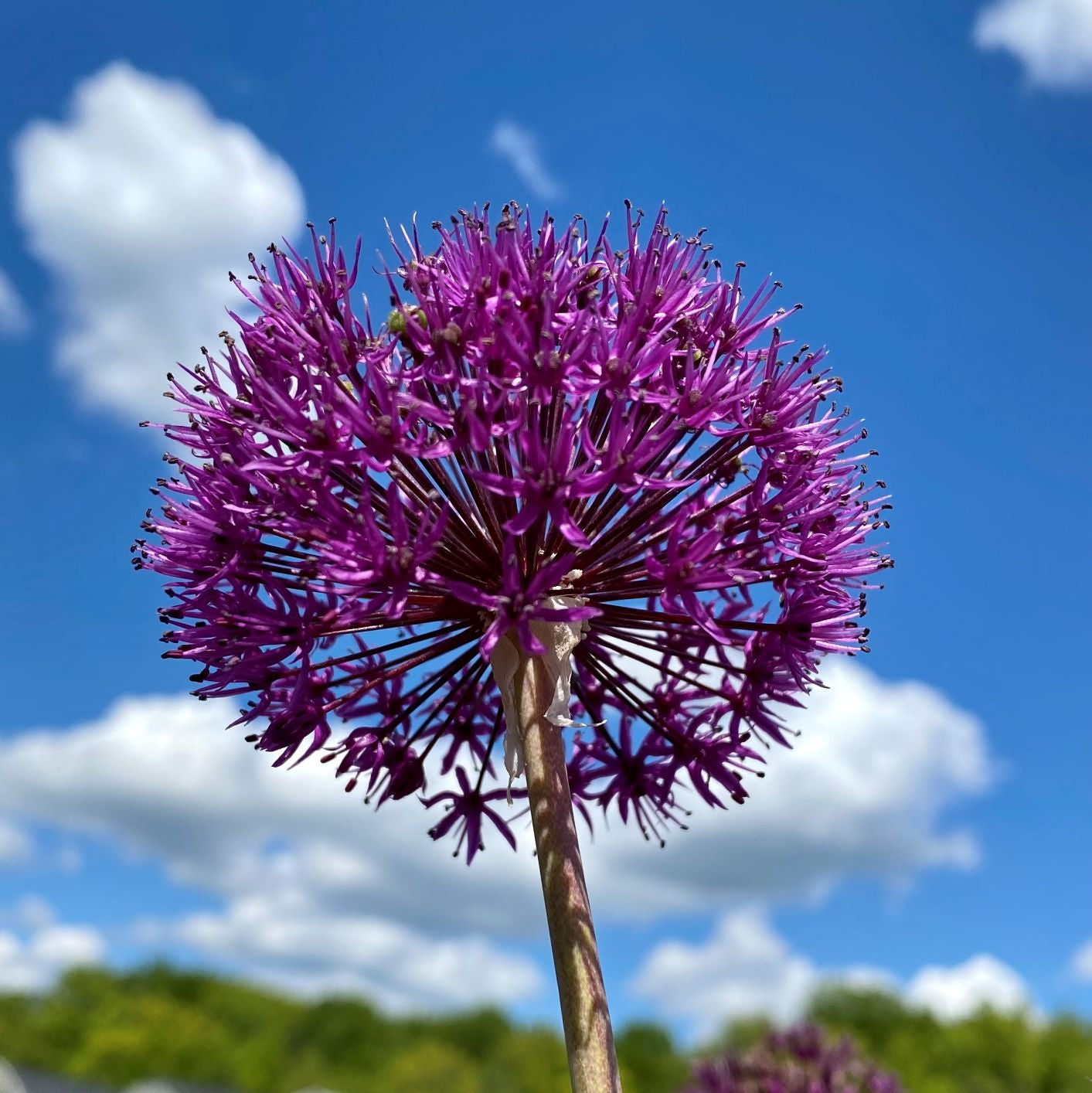 Allium hollandicum Purple Sensation 1G