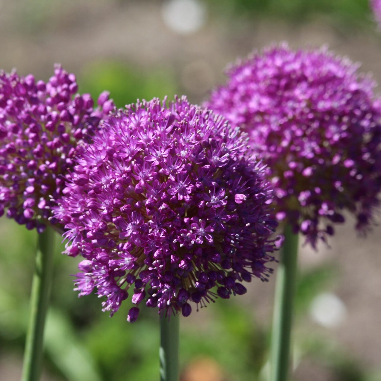 Allium hollandicum Purple Sensation 1G