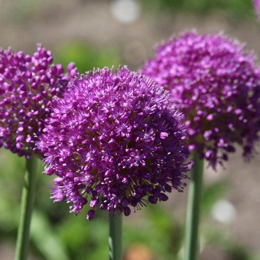 Allium hollandicum Purple Sensation 1G