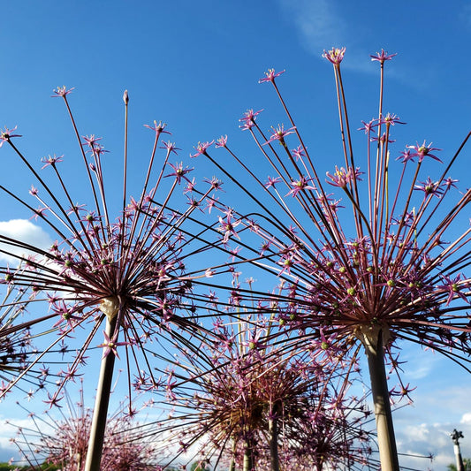 Allium schubertii 1G