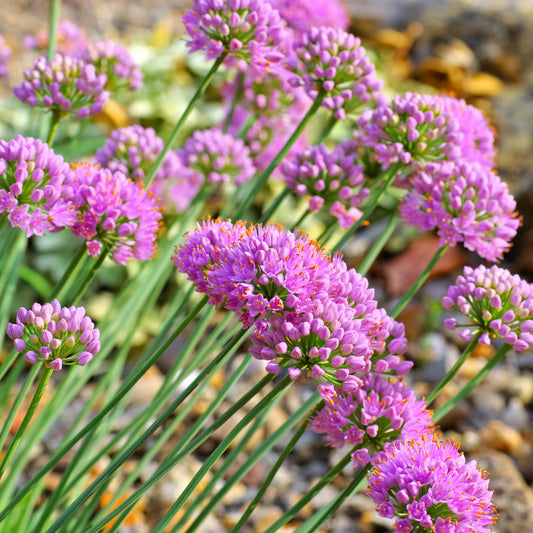 Allium senescens subsp. glaucum (German Garlic) 2.5"