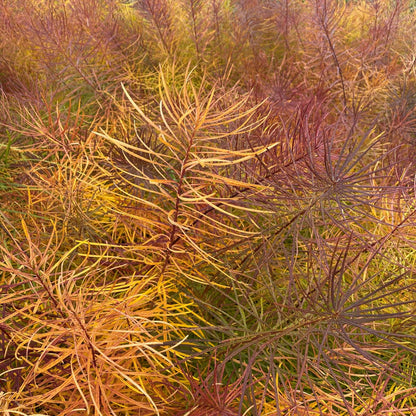 Amsonia hubrichtii 1Q
