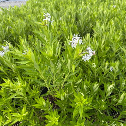 Amsonia illustris 1G