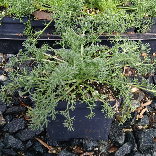 Anacyclus pyrethrum var. depressus 1Q