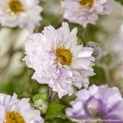 Anemone x Frilly Knickers 1G