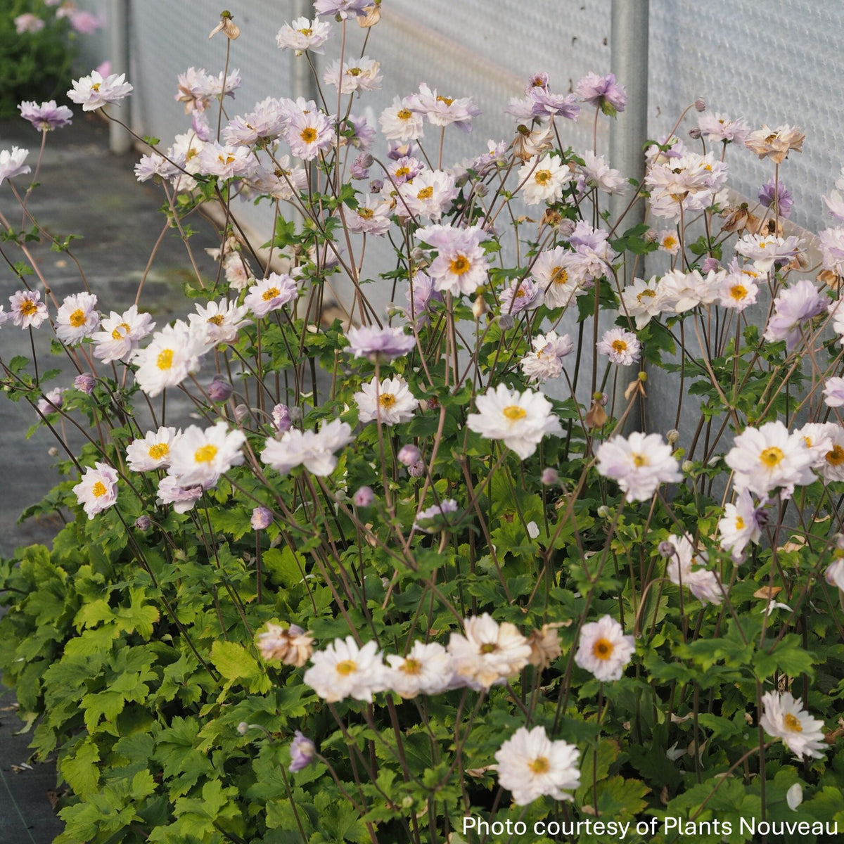 Anemone x Frilly Knickers 1G