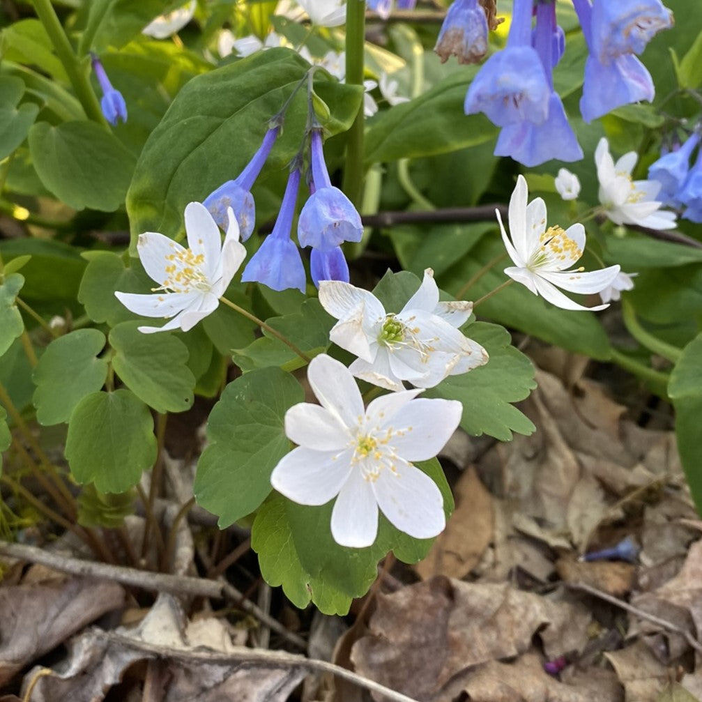 Anemonella thalictroides 1Q (Rue Anemone)