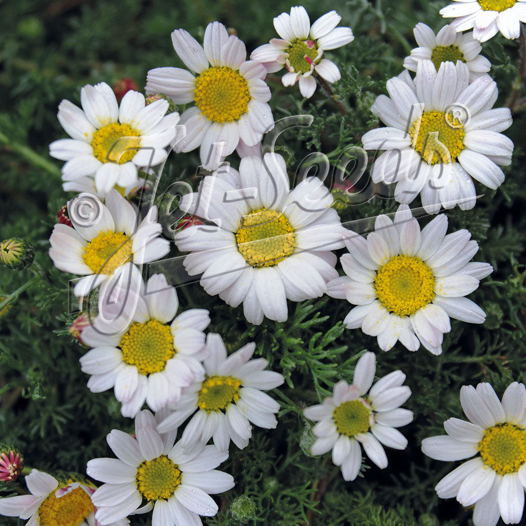 Anacyclus Silver Kisses 1Q