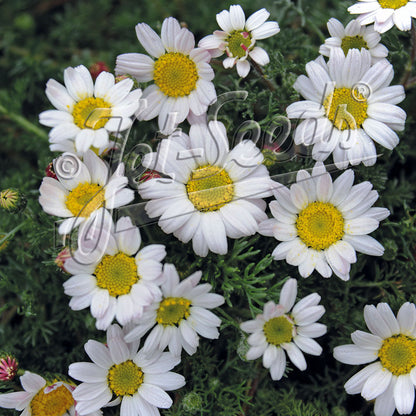 Anacyclus Silver Kisses 1Q