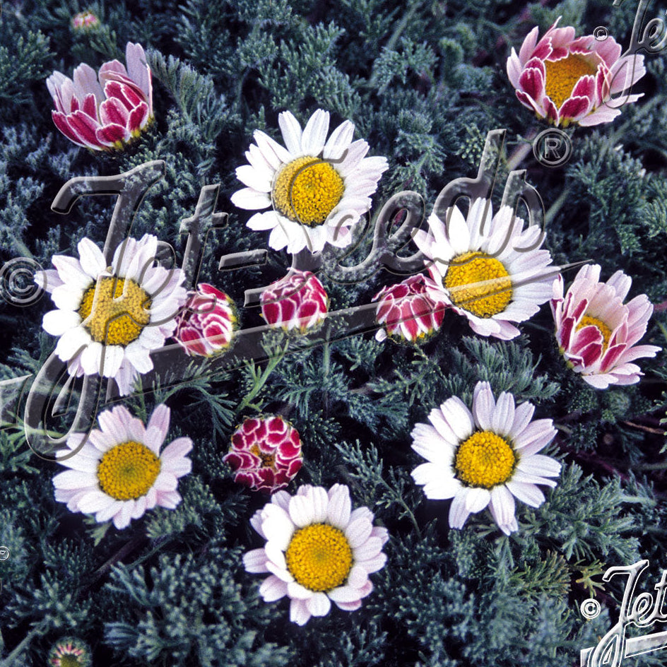 Anacyclus Silver Kisses 1Q