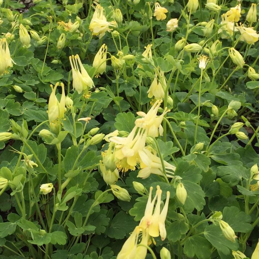 Aquilegia canadensis Corbett 1Q