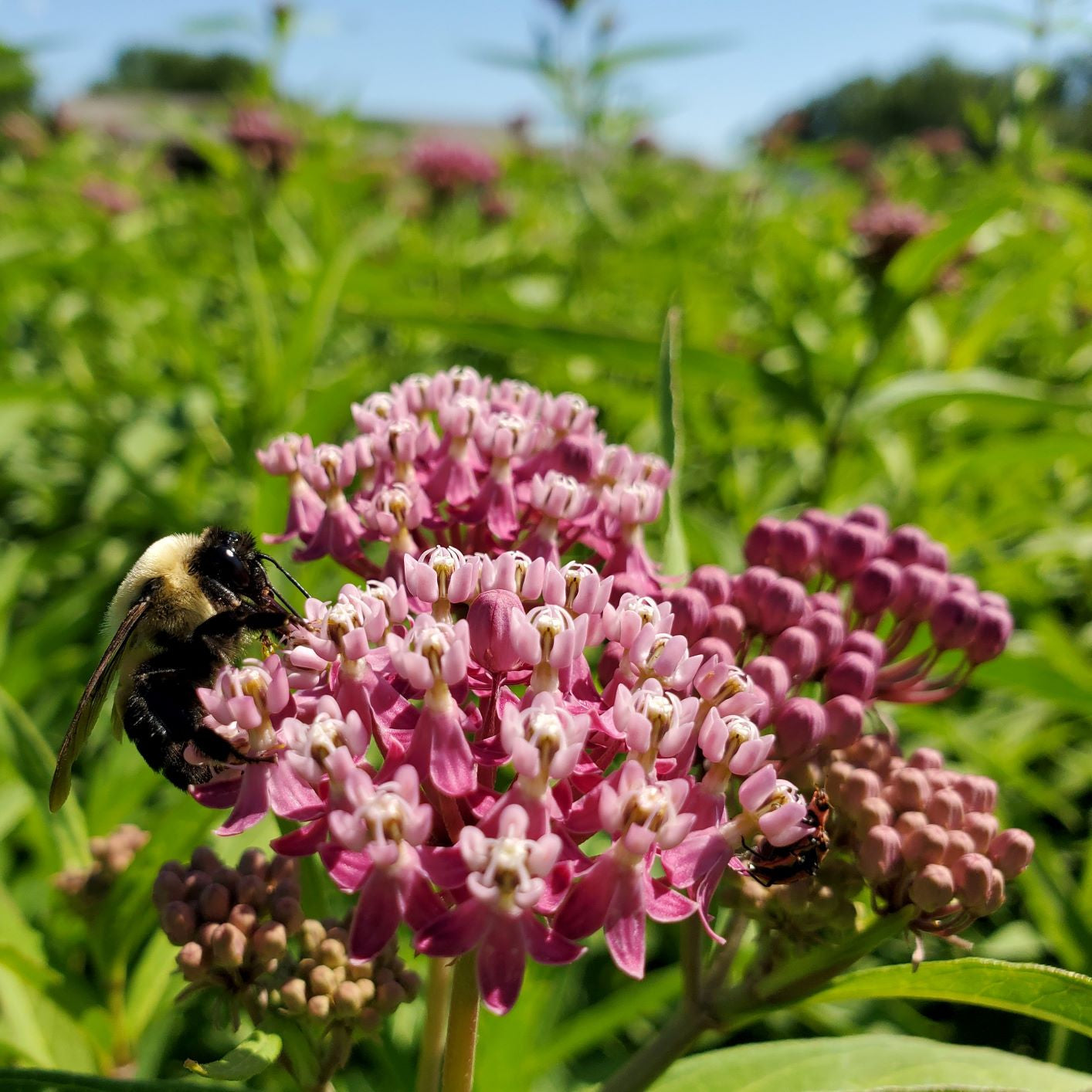 Asclepias incarnata 1G
