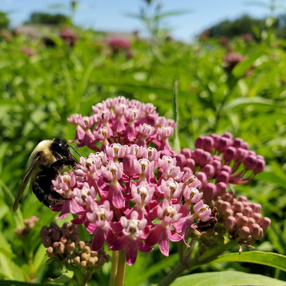 Asclepias incarnata 1G