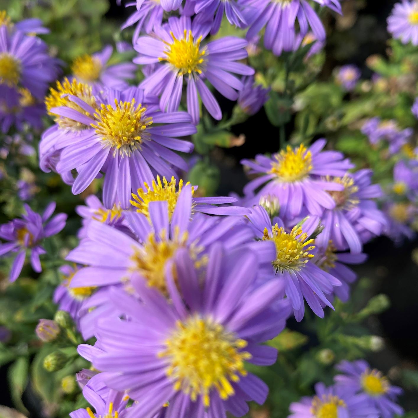 Aster laevis Bluebird 1G