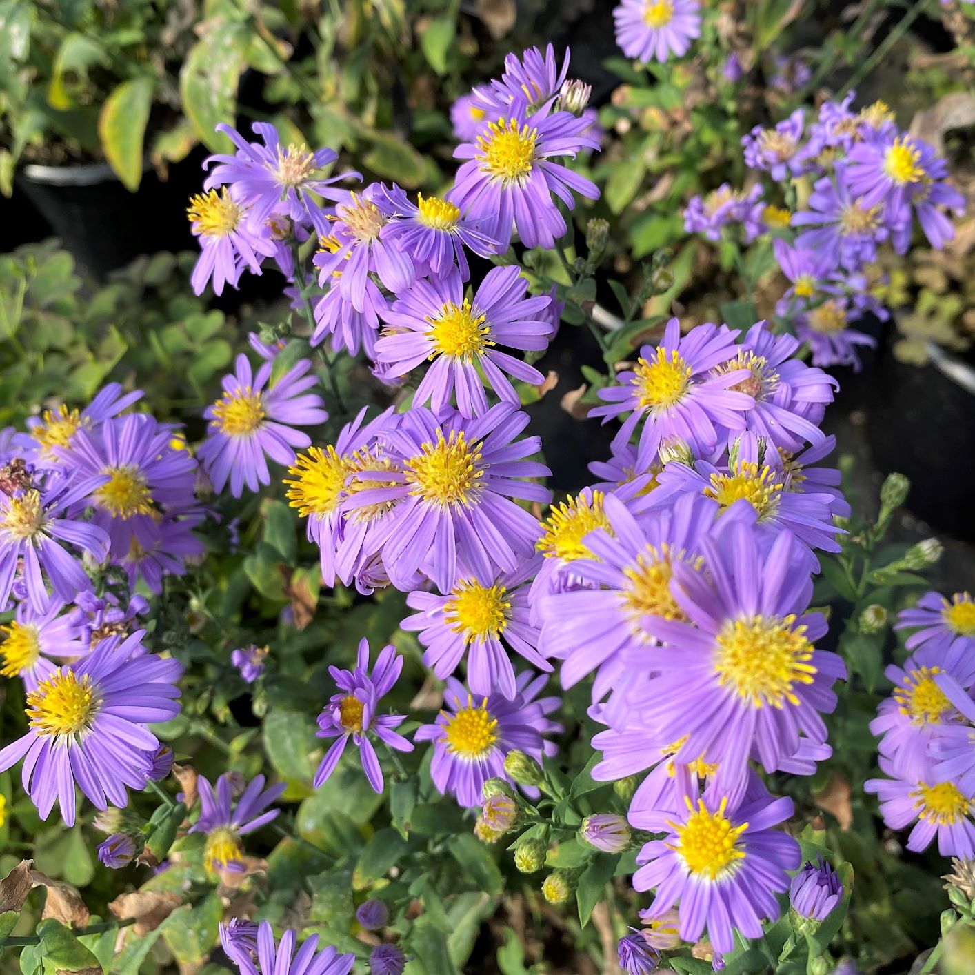 Aster laevis Bluebird 1G
