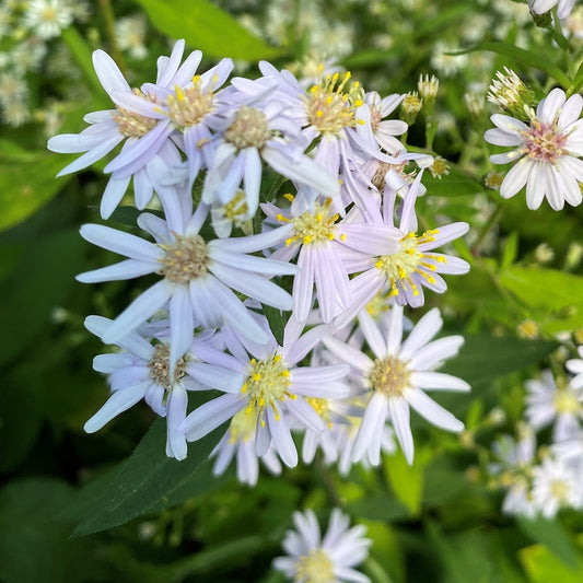 Aster macrophyllus 1G