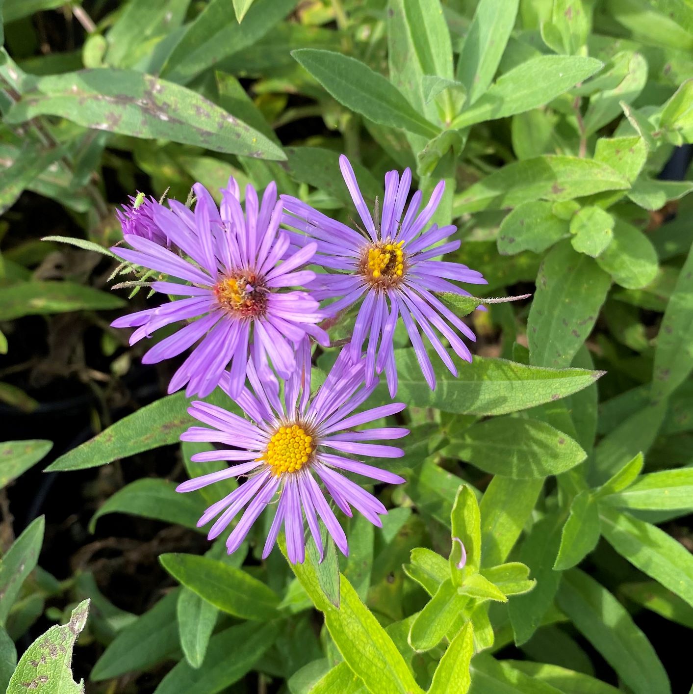 Aster novae-angliae 1Q