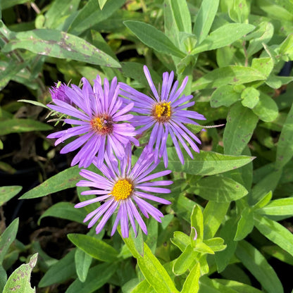 Aster novae-angliae 1Q