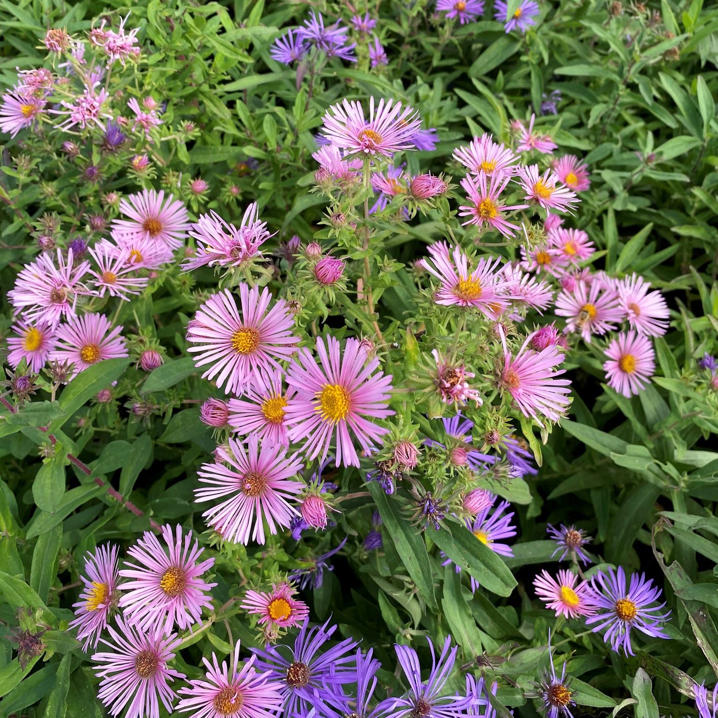 Aster novae-angliae 1Q
