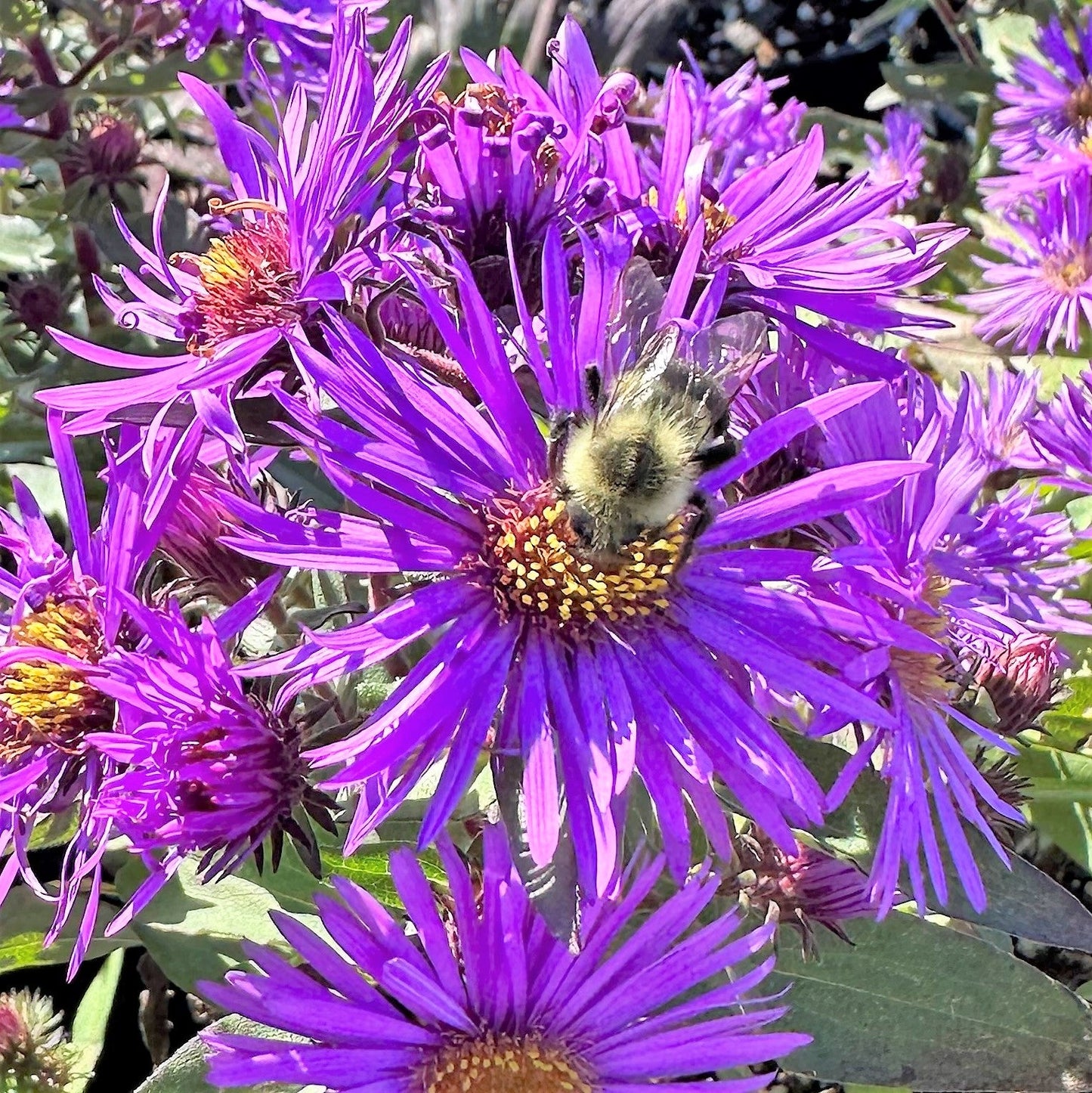 Aster novae-angliae Purple Dome 1Q