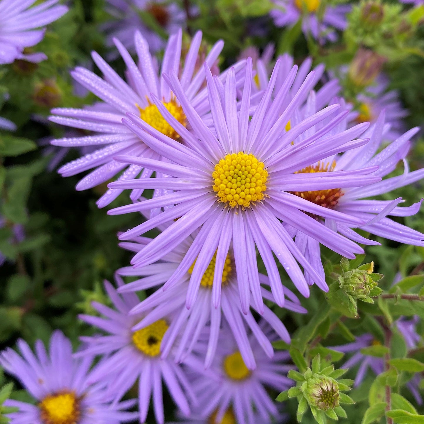 Aster oblongifolius Raydon's Favorite 1G