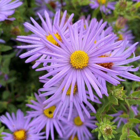 Aster oblongifolius Raydon's Favorite 1G