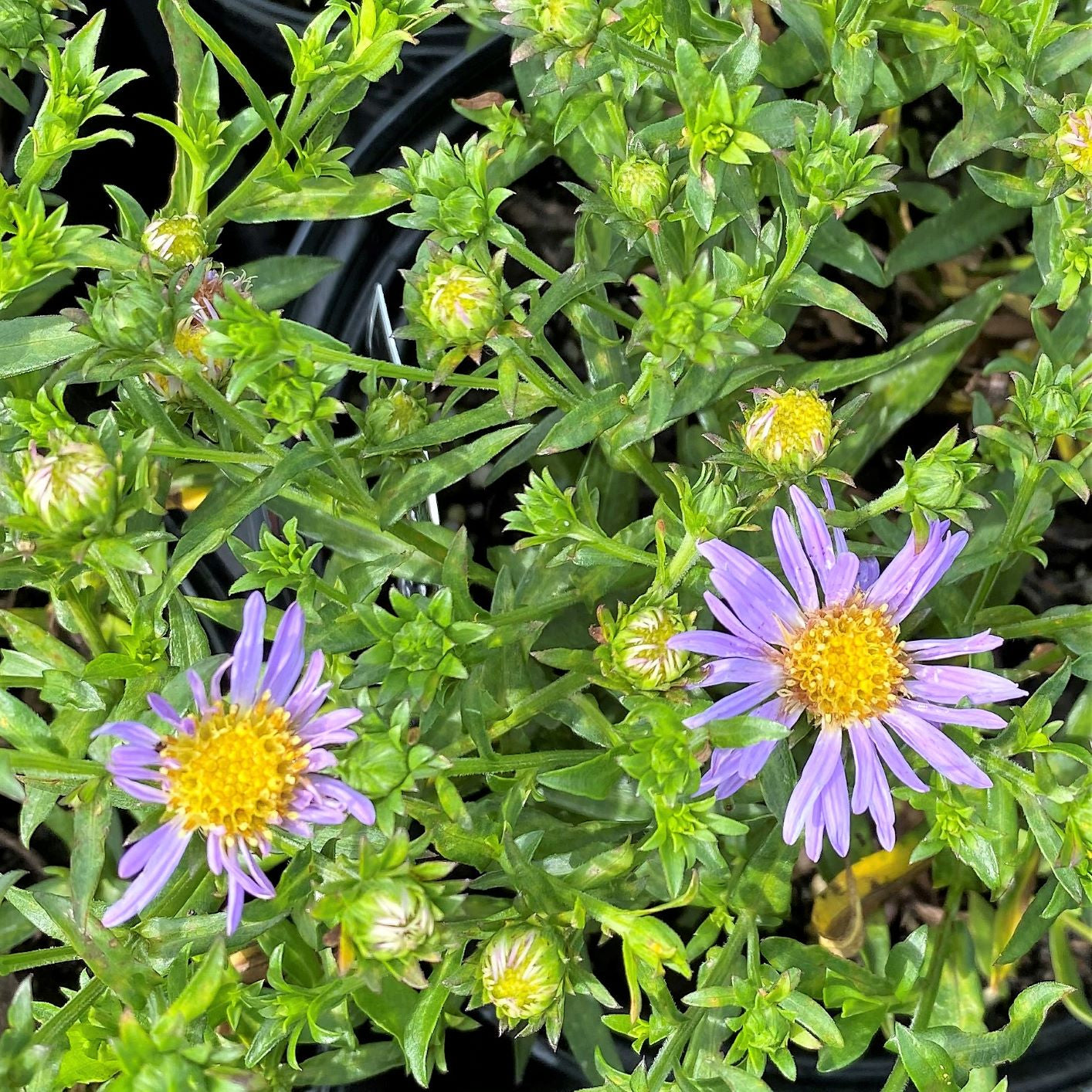 Aster x Wood's Blue 1G