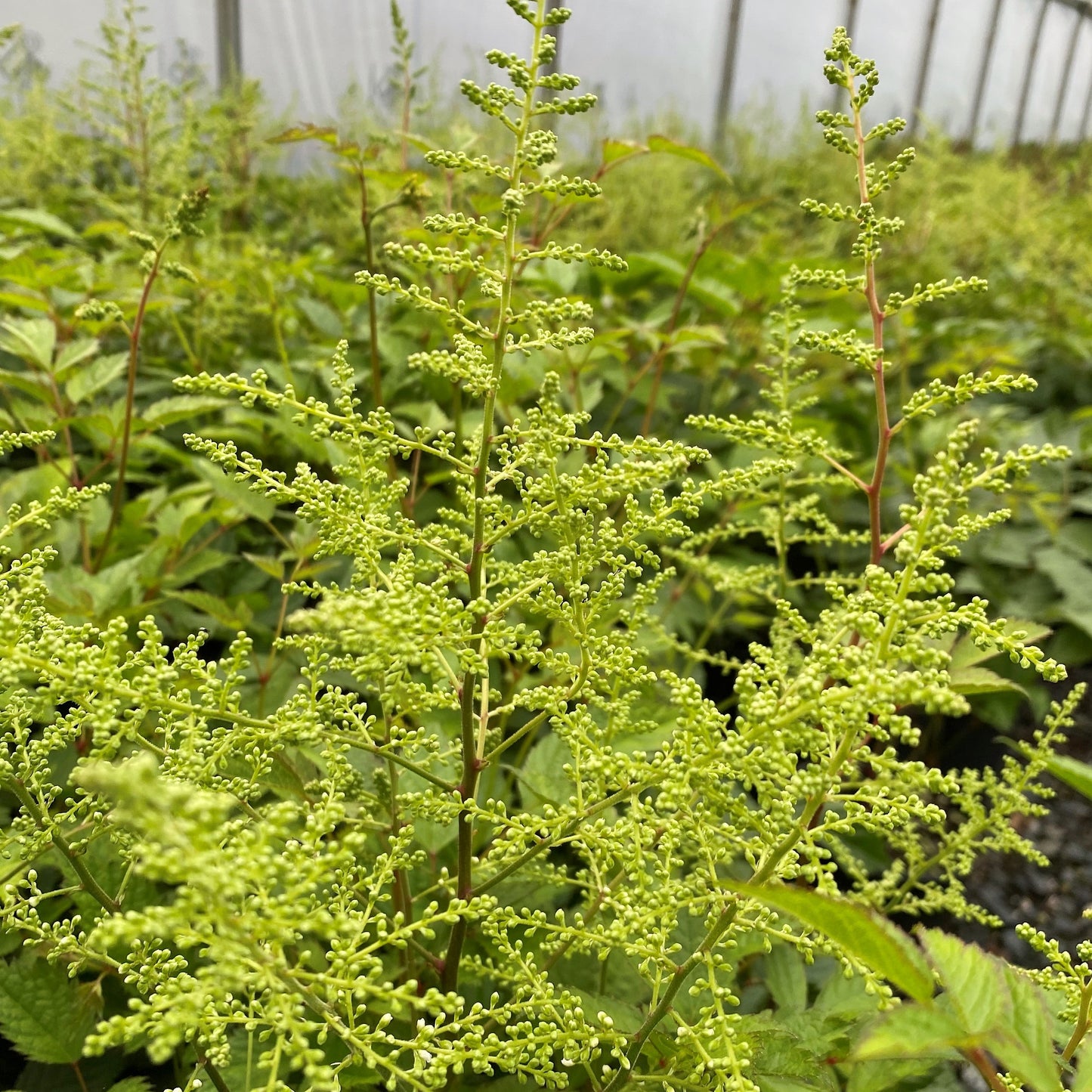 Astilbe x japonica Deutschland 1G