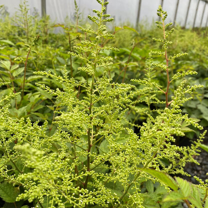 Astilbe x japonica Deutschland 1G