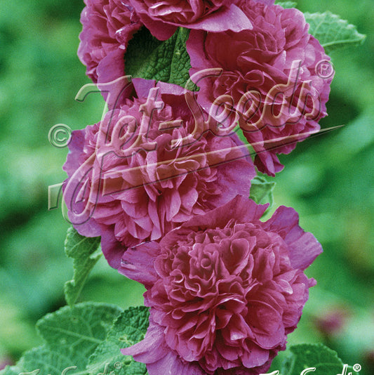 Alcea rosea plena Chater's Violet 1Q