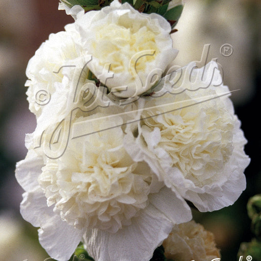 Alcea rosea plena Chater's White 1Q