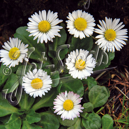 Bellis perennis 1Q