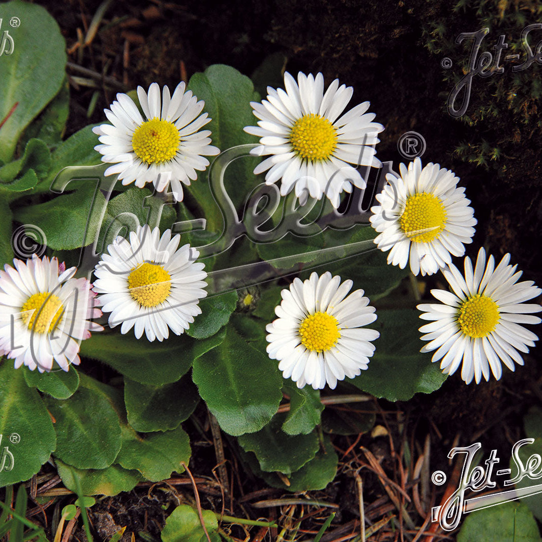 Bellis perennis 1Q
