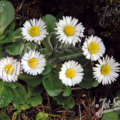 Bellis perennis 1Q