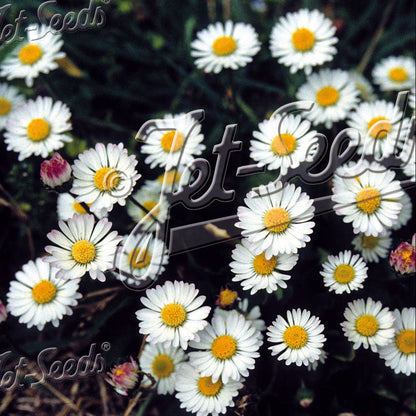 Bellis perennis 1Q