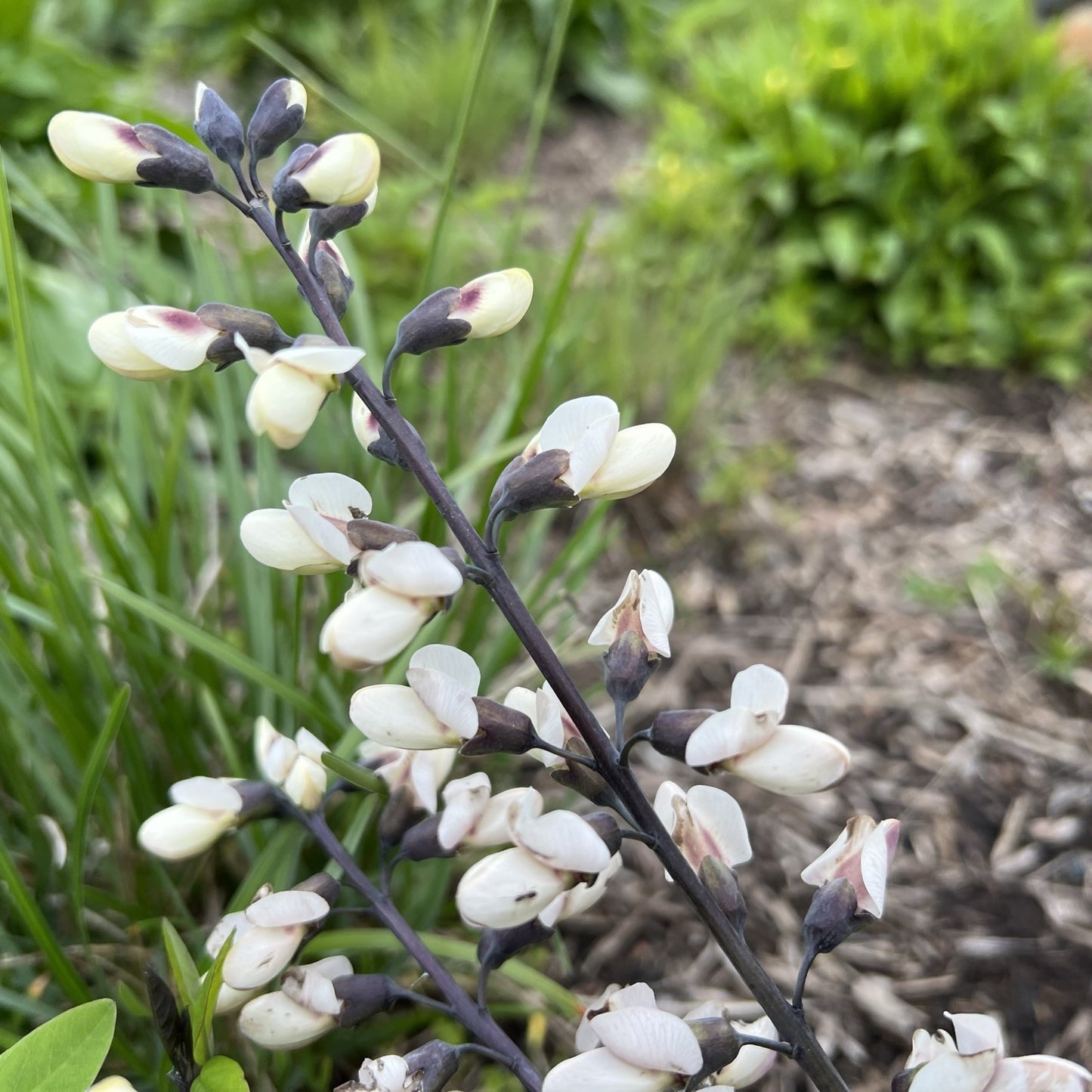 Baptisia alba 1G (False Indigo)