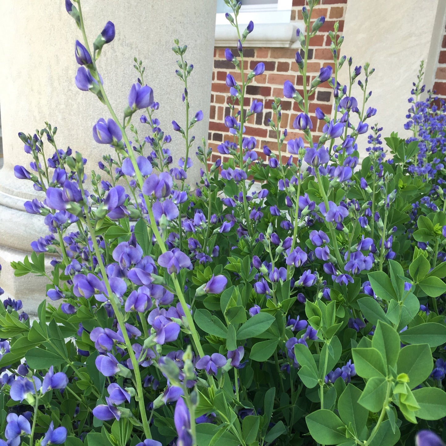 Baptisia australis 1G